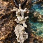 Coral blanco ramificado · en su ambiente